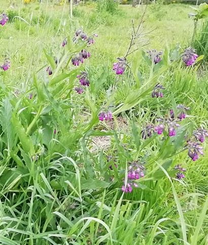 concoude installée au verger du jardin turbulet