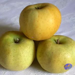 Pommier pommes chanteclerc - Belchard
