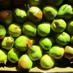 Poirier Doyenne du comice