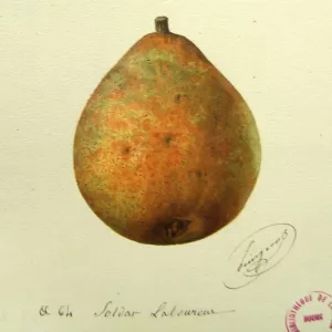 poirier Soldat laboureur