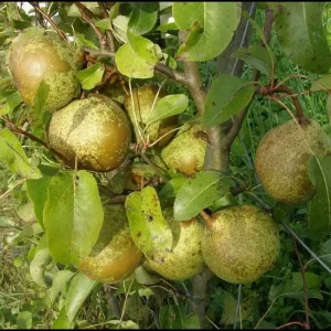 poire bergamote espéren variété rustique