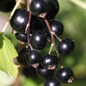 cassis tradimel bouture vente en ligne