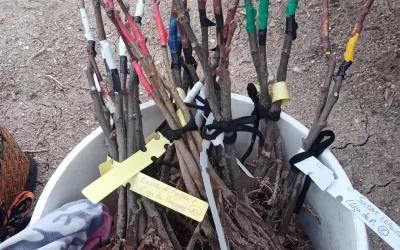 Choisir son porte greffe