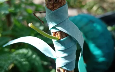 Pourquoi greffer les arbres fruitiers ?