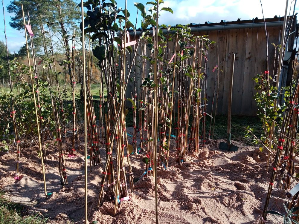 La jauge en sable permet le stockage des arbres entre l'arrachage et la vente