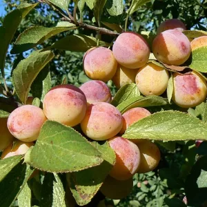 prunier mirabelle de Metz