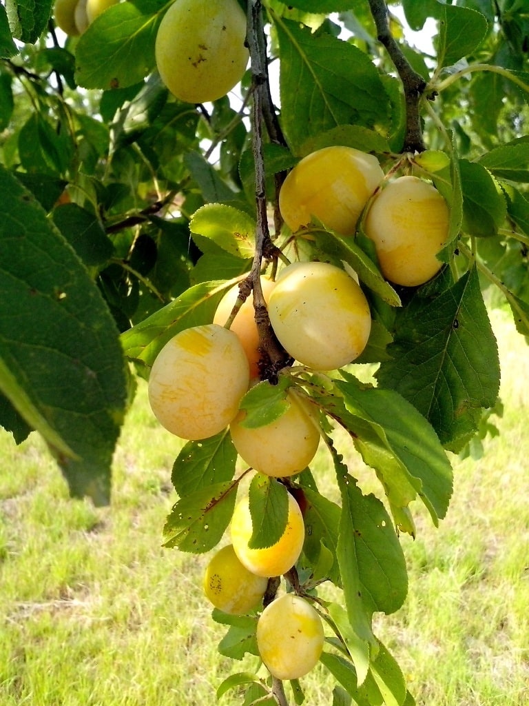 Prunier Des Béjonnières