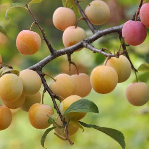 prunier des béjonnières