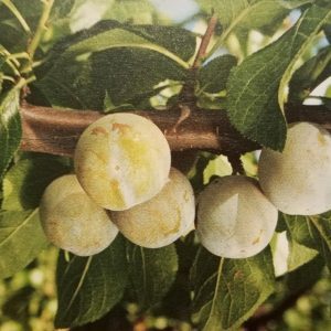 Reine-Claude dorée de Carennac