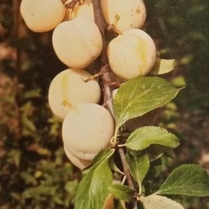 reine-claude de bavay