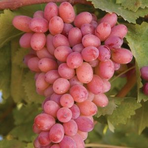 vigne rose résistante