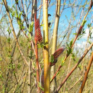Saule osier pourpre - Salix purpurea nana