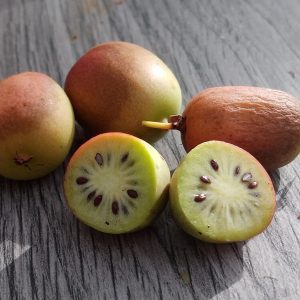 Kiwaï Issaï – Kiwi de Sibérie