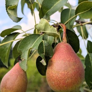 délicieuses Poires louise bonne sur poirier