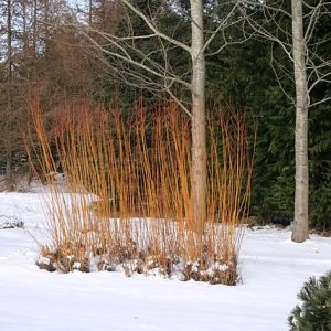 Saule Osier rouge - Salix alba Chermesina