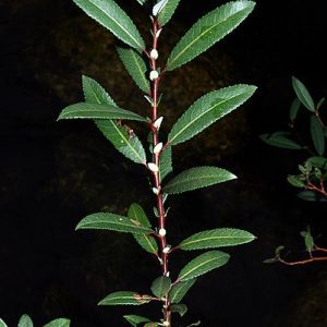 Saule osier brun -Salix triandra