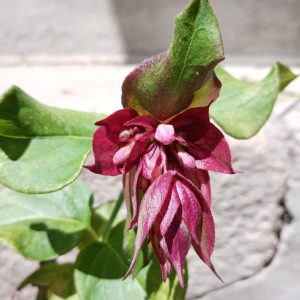 Arbre aux Faisans - Leycesteria formosa
