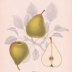 poirier beurré giffard