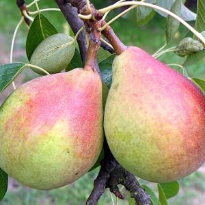 Poires clapp's favourite