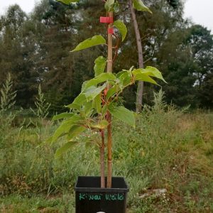 Kiwaï Weiki – mâle