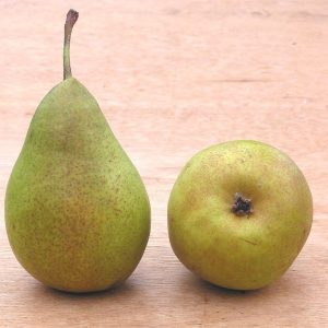 Poirier Louise Bonne