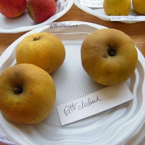 Pommier Reinette Clochard