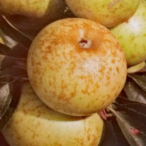 Pommier Reinette marbrée d'Auvergne