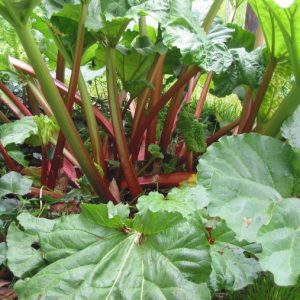 Rhubarbe Victoria