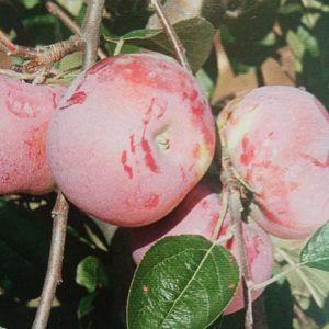 Pommier Rose de Saint Yrieix