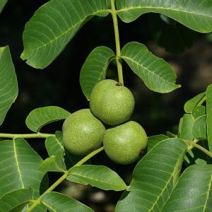 NOYER HYBRIDE JUGLANS MAJOR X REGIA