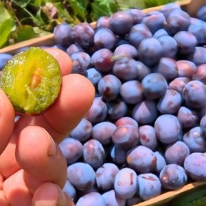 Prunier Saint Léonard