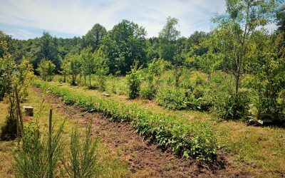 Finalement le jardin forêt, une bonne ou une mauvaise idée ?