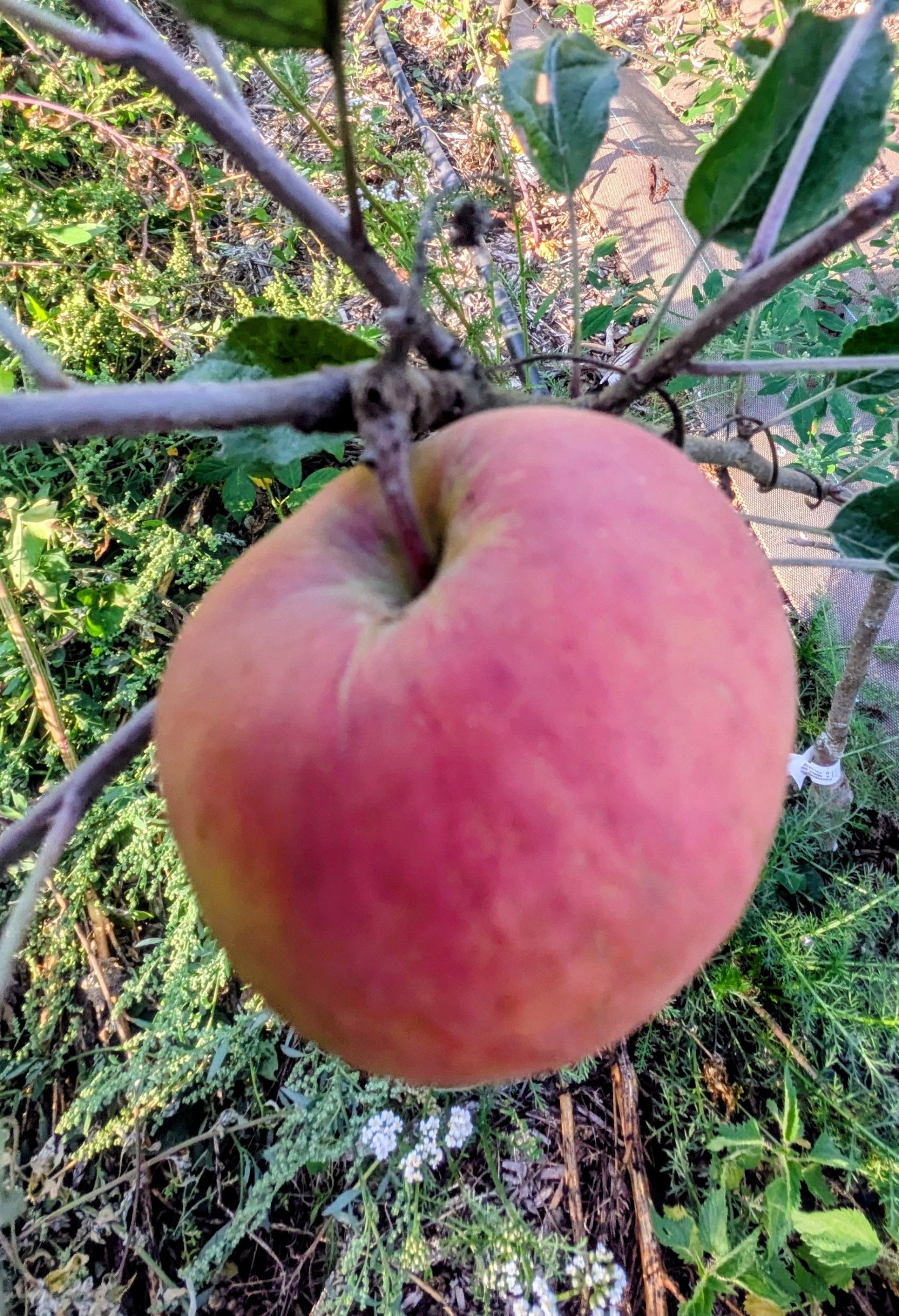 Pommier Rose de Berne – Image 3