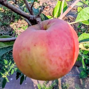 Pommier Rose de Berne