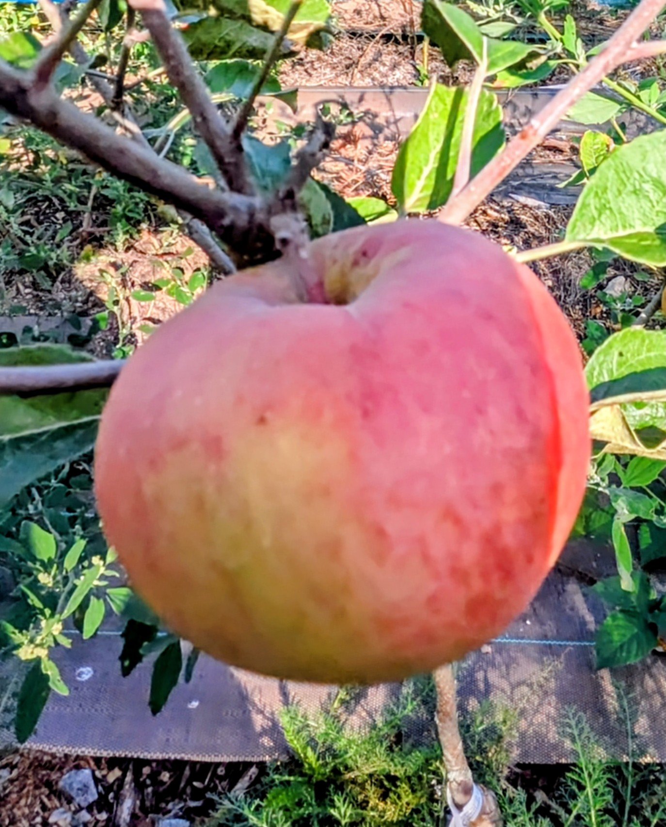 Pommier Rose de Berne – Image 2