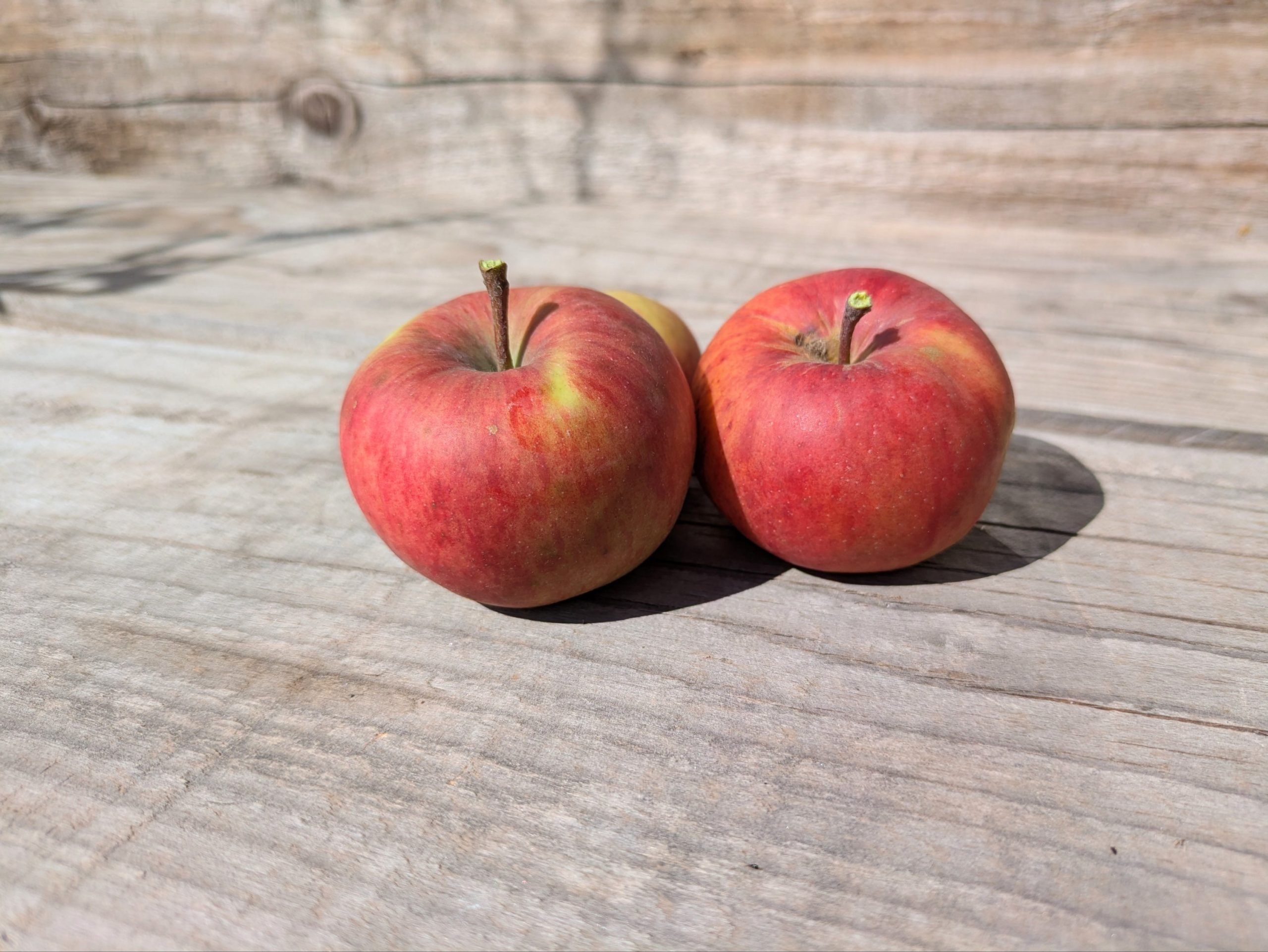 Pommier Rose de Berne