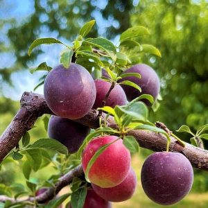 Pluot Aprikyra