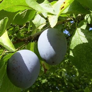 Prunier Saint Antonin