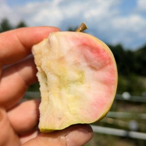 Pommier Hidden rose