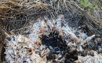 L’importance du sol dans un verger ou une pépinière fruitière : comment mon sol s’est transformé en presque 10 ans ! 