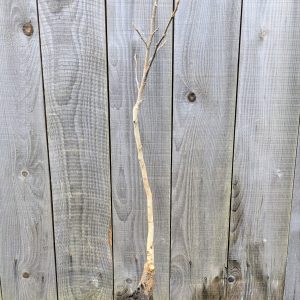 noyer en racines nues