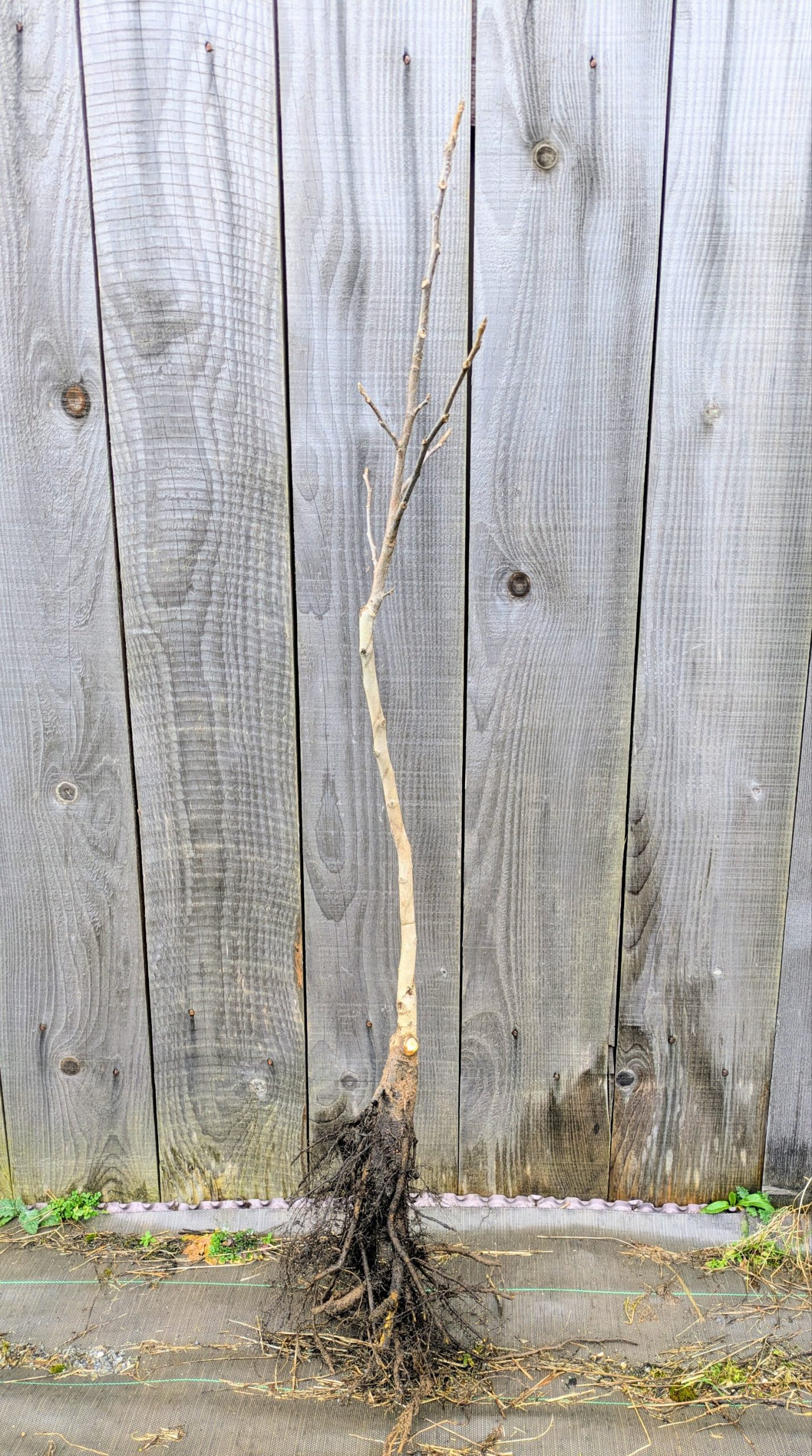 noyer en racines nues