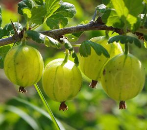 groseilles à maquereau verte dorées