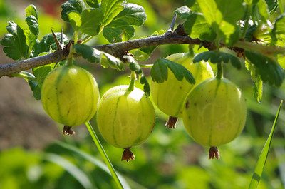 groseilles à maquereau verte dorées