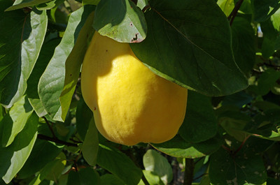 Cognassier Aromatnaya