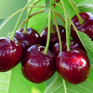 Cerisier Tardif de Vignola