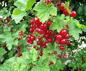 Groseillier à grappes Rovada