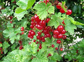Groseillier à grappes Rovada
