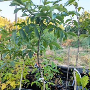 Jeune noyer de semis Bijou en pot de 6 litres élevé en pépinière artisanale de montagne au Jardin Turbulent.