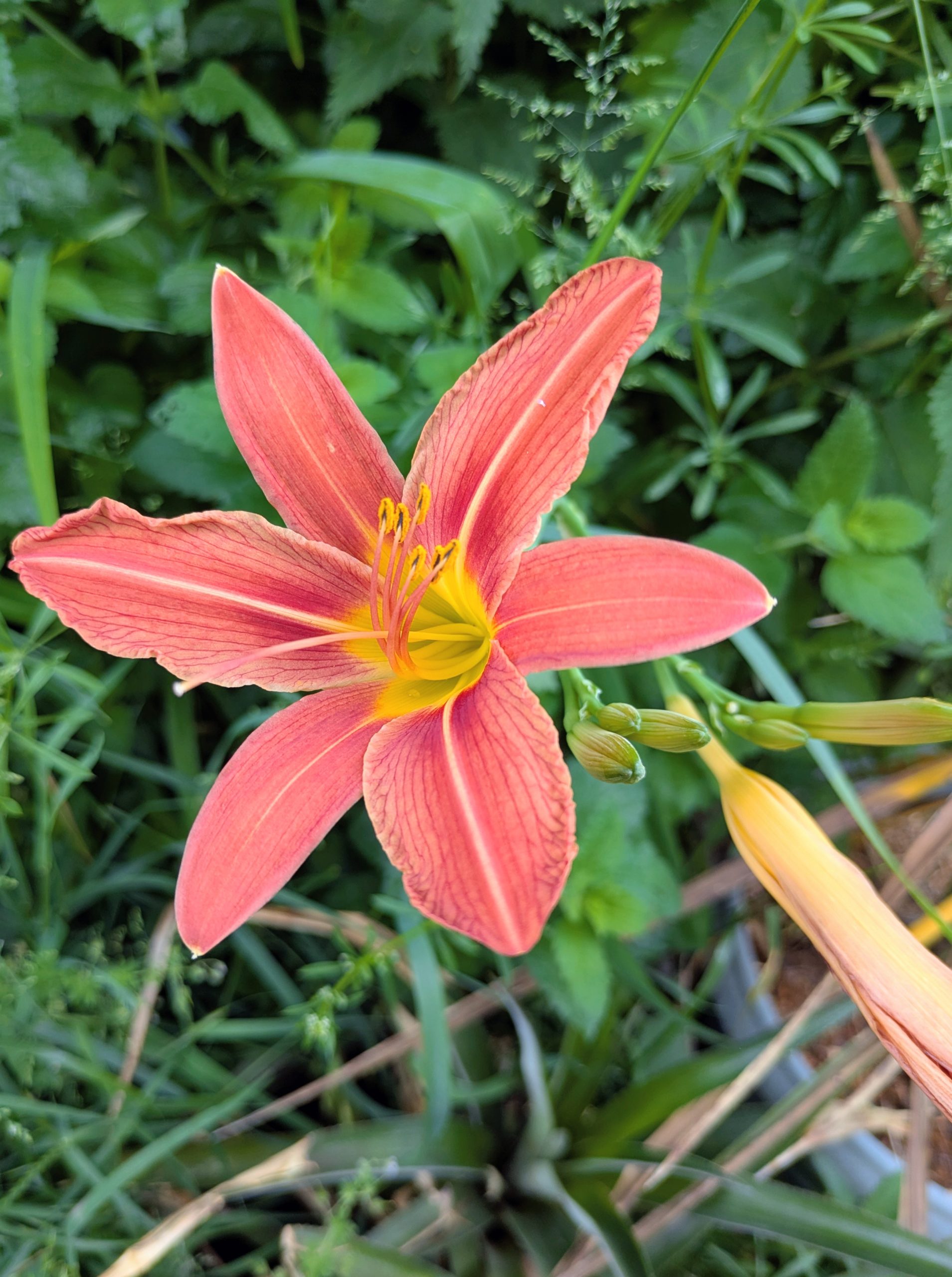 Fleur orange comestible d'hémérocalle fauve au Jardin Turbulent.